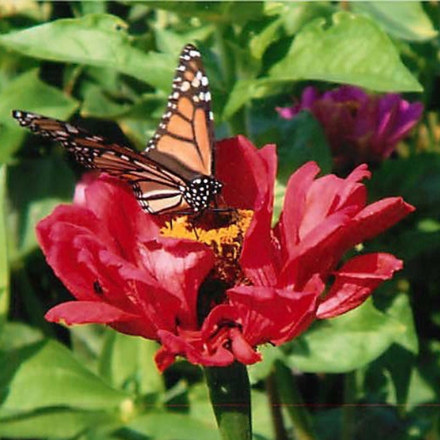 monarch butterfly